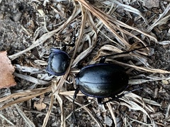 Tanaocarabus