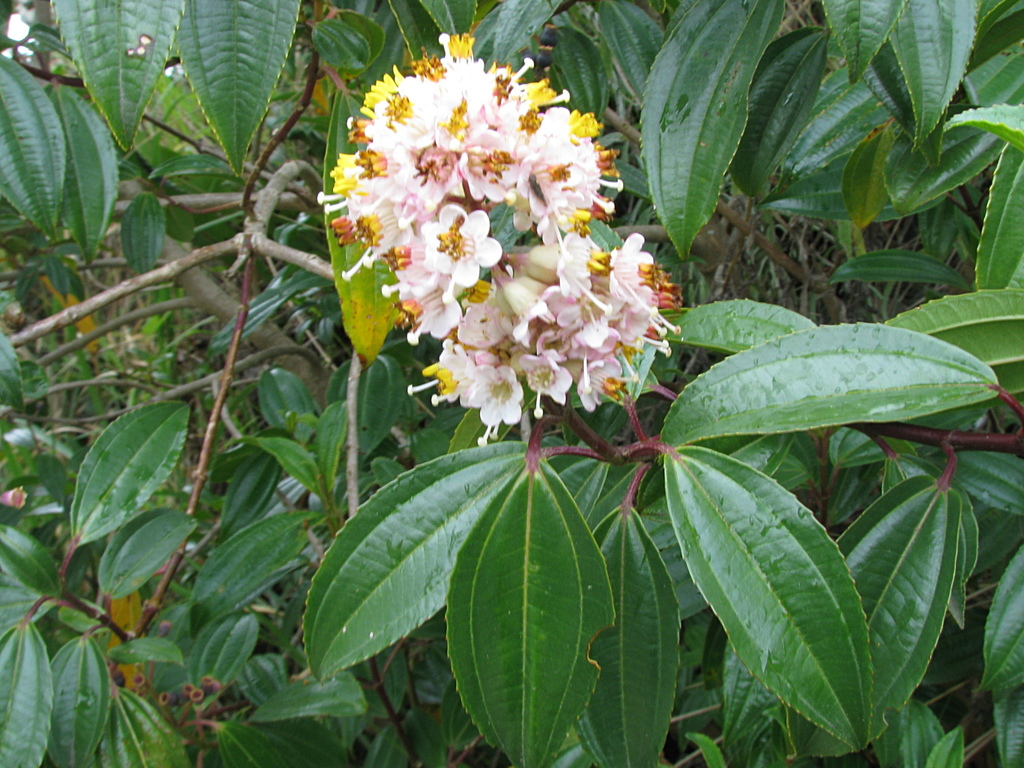 Miconia crocea