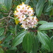 Miconia crocea - Photo (c) Pete Woodall, some rights reserved (CC BY-NC), uploaded by Pete Woodall