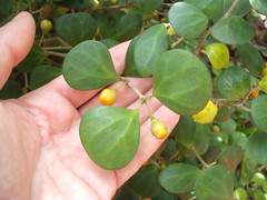 Ficus deltoidea