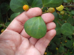 Ficus deltoidea