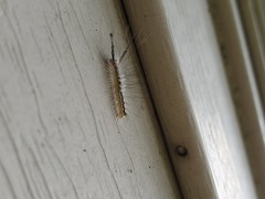 Orgyia leucostigma