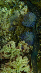 Gymnothorax mordax
