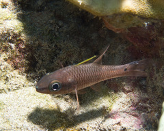Iridescent Cardinalfish photo 5