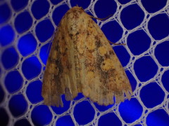 Perigea xanthioides