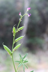 Lupinus truncatus