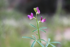 Lupinus truncatus
