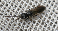 Pristepyris armiferus
