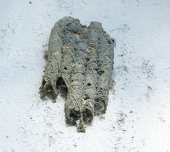 Trypoxylon albitarse