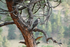 Accipiter cooperii