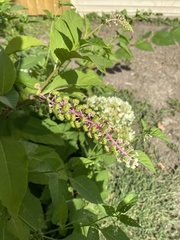 Phytolacca americana