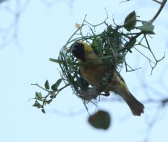 Ploceus velatus