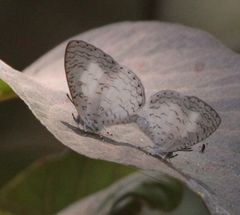 Spalgis lemolea lemolea