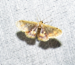 Idaea scintillularia