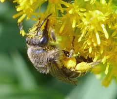 Colletes compactus compactus