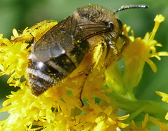 Colletes compactus compactus