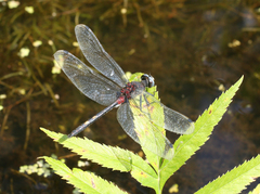 Leucorrhinia orientalis