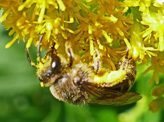 Colletes compactus compactus