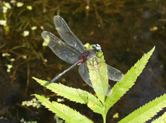 Leucorrhinia orientalis
