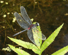 Leucorrhinia orientalis