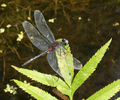 Leucorrhinia orientalis