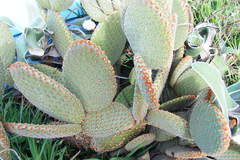 Opuntia rufida