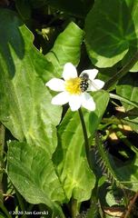 Dasysyrphus intrudens