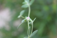 Acmispon americanus americanus