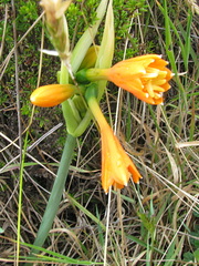 Stenomesson aurantiacum