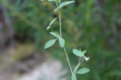 Acmispon americanus americanus