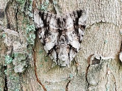 Catocala vidua