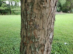 Catocala vidua
