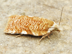 Acleris cervinana