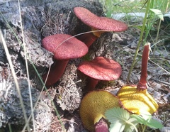 Suillus asiaticus