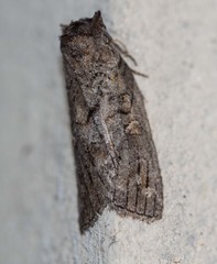 Discophlebia celaena