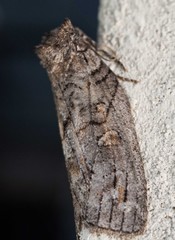 Discophlebia celaena