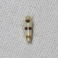 Empoa