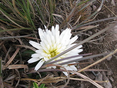 Hypochaeris sessiliflora
