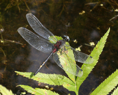 Leucorrhinia orientalis