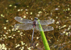 Leucorrhinia orientalis