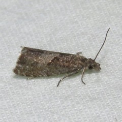 Dichrorampha acuminatana
