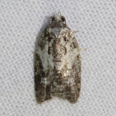 Acleris variana