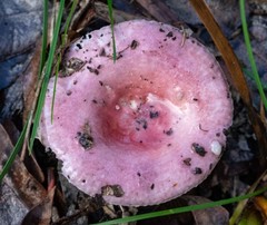 Russula lenkunya