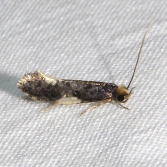 Monopis spilotella