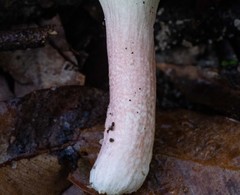 Russula lenkunya