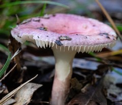 Russula lenkunya