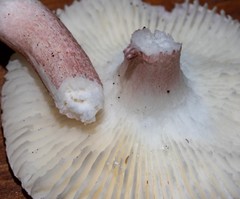 Russula lenkunya