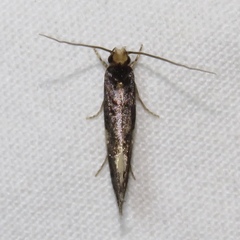 Monopis spilotella