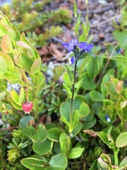 Veronica alpina