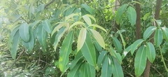 Alstonia
